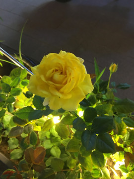 黄色月季花