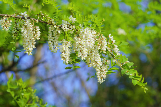 槐花