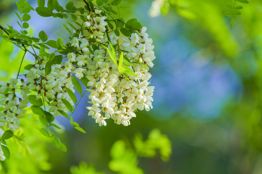 槐花