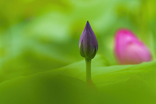 荷花花蕾