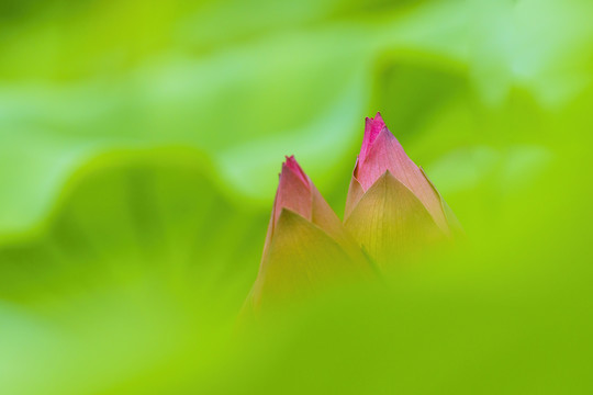 荷花花蕾