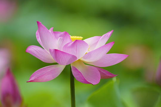 唯美荷花