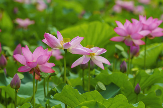 粉色荷花