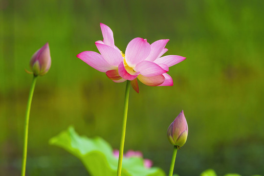 粉色荷花
