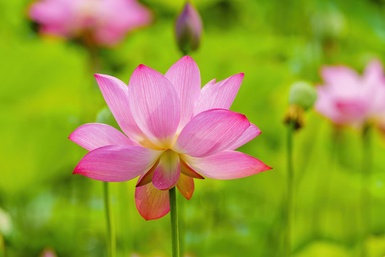 粉色荷花