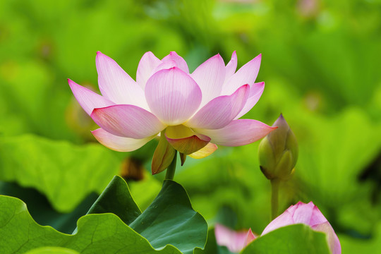 荷花