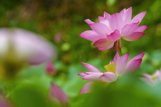 粉色荷花