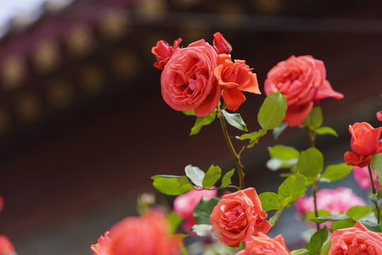 唯美月季花