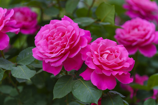 红色月季花