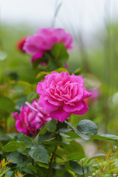 红色月季花