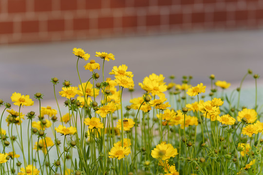 金鸡菊花丛