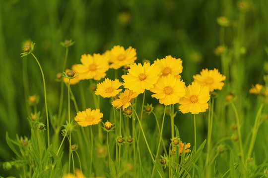 金鸡菊花丛