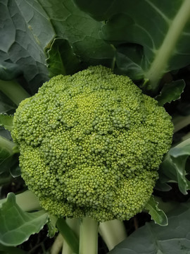 西兰花青花菜种植基地特写配图