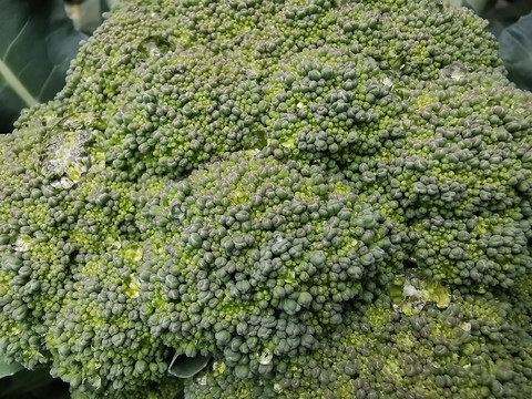 西兰花青花菜种植基地特写配图