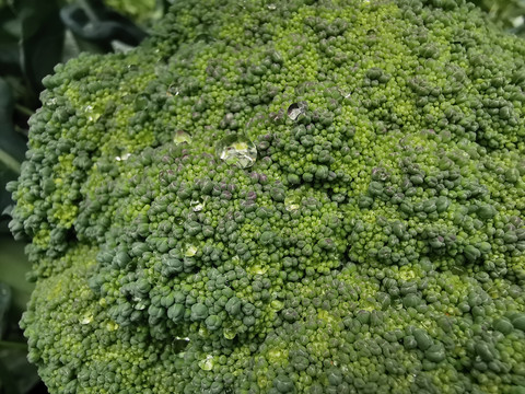 西兰花青花菜种植基地特写配图