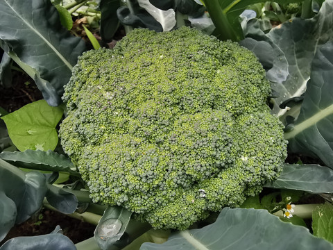 西兰花青花菜种植基地特写配图