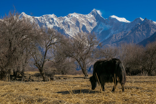 南迦巴瓦雪山