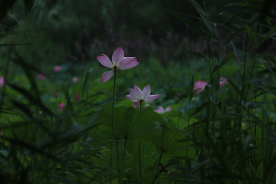 莲花