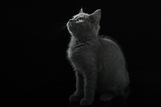 英短蓝猫宠物猫