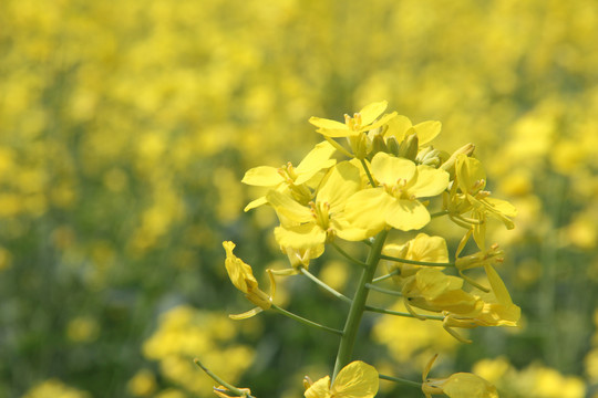 油菜花