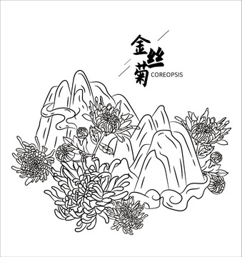 金丝菊素描