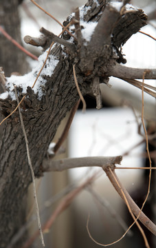 小雪过后的枣树