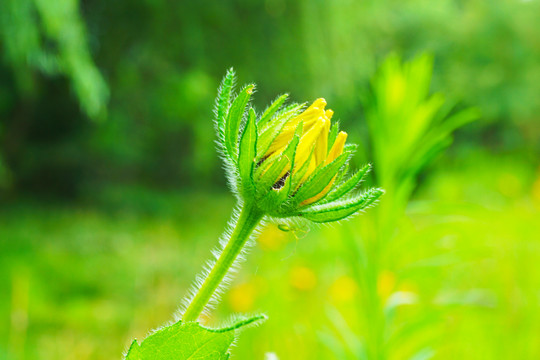 黑心金光菊