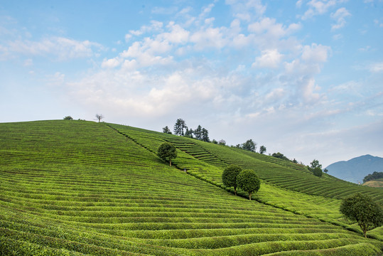 茶山