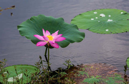 荷花莲花