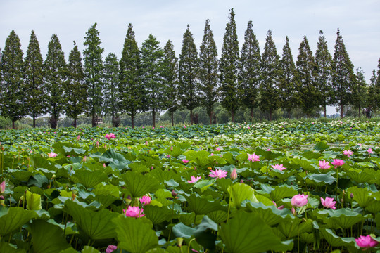 荷花莲花