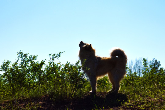 宠物犬