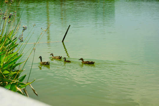 湖里的鸭子