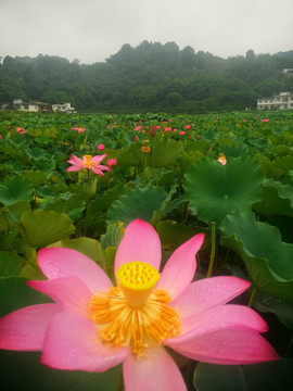 荷花特写