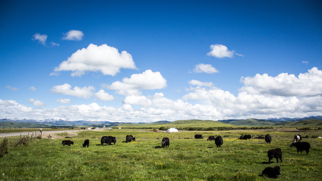 草原牦牛群