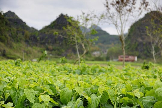 桑地桑叶