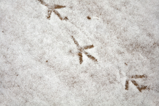 地面上的积雪和小鸟脚印