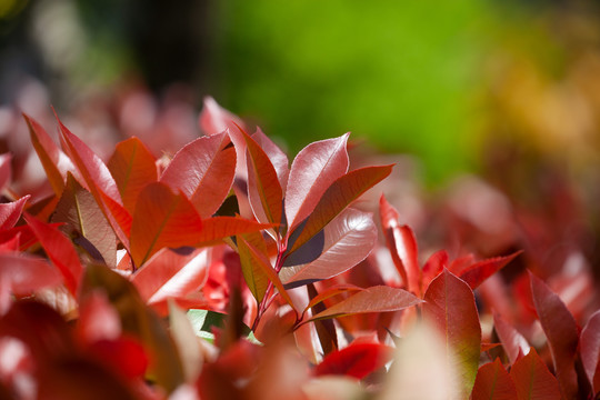 美丽鲜艳的红叶石楠
