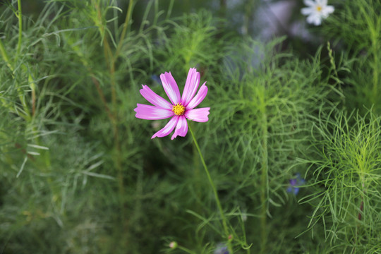 波斯菊