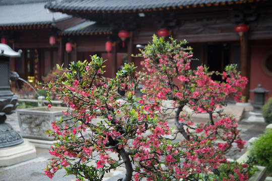 寺庙里的海棠花