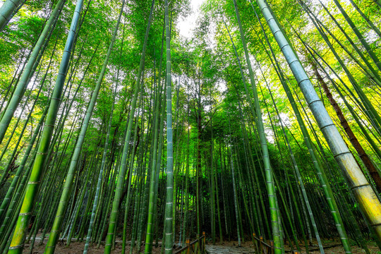 阳新仙岛湖风景区