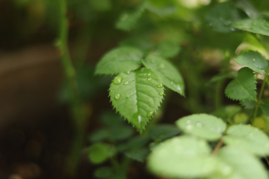 果汁阳台玫瑰花月季