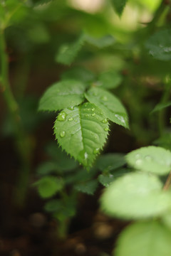 果汁阳台玫瑰花月季