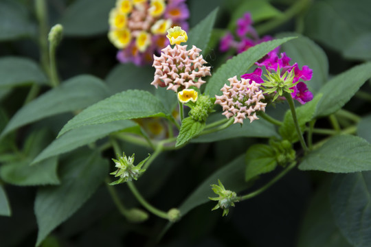 马缨丹花