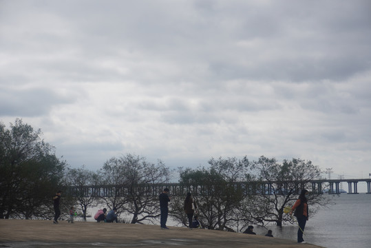 红树林海岸