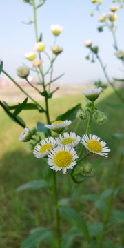 小雏菊