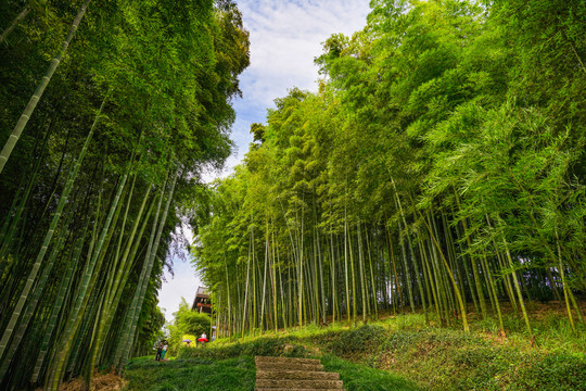 竹林小道