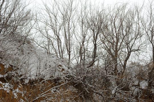 树木上的冰霜