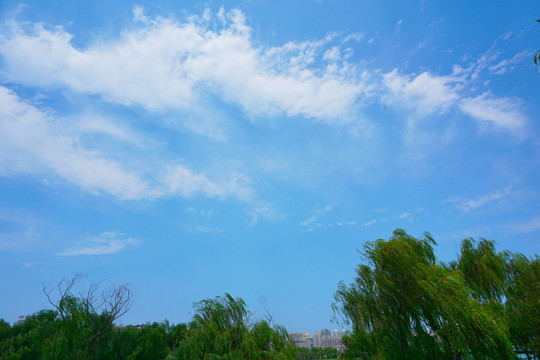 蓝天云彩翠柳