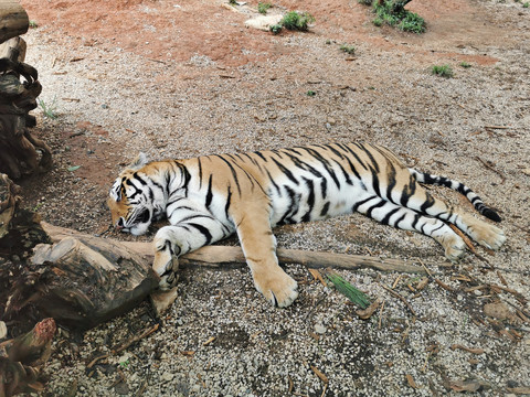 睡觉的老虎