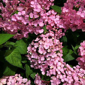 绣球花